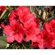 Рододендрон Вулканс Флейм (Rhododendron 'Vulcan’s Flame') С5 40см